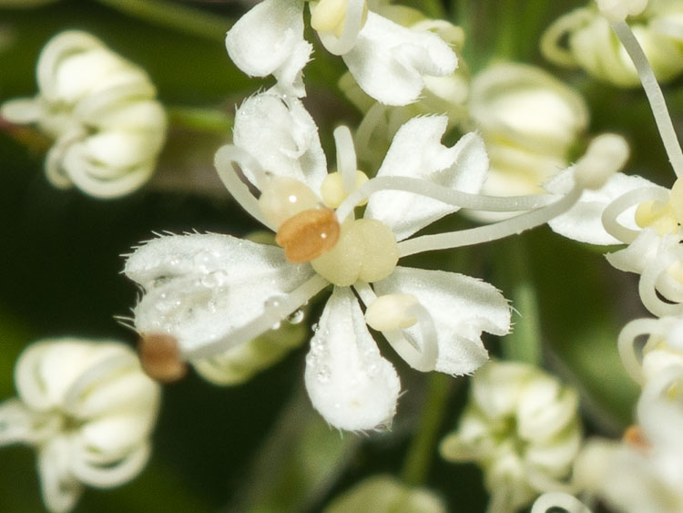 Chaerophyllum hirsutum / Cerfoglio selvatico